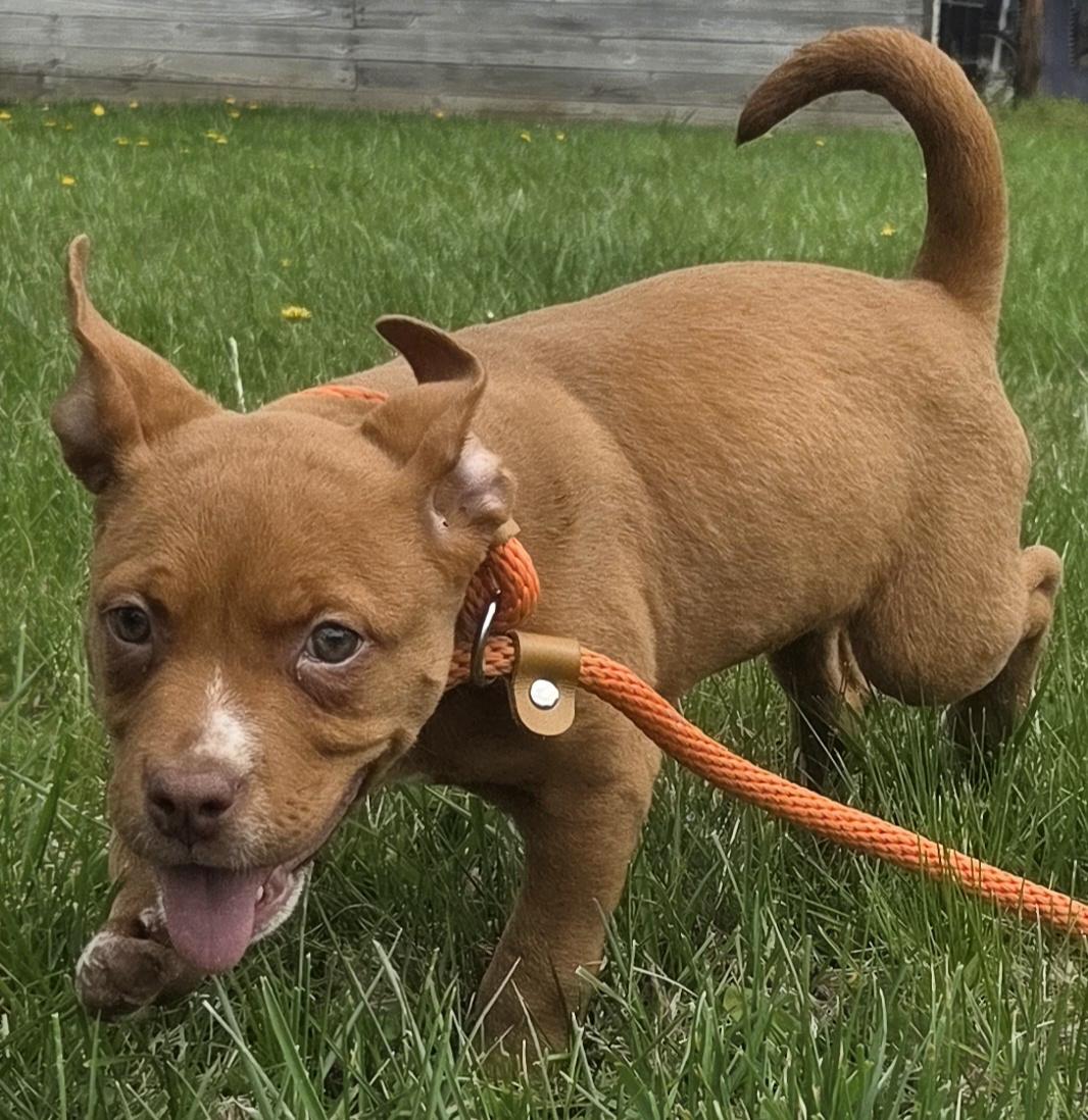 Isabel, an adopted mixed breed in Muncie, IN image 4/5