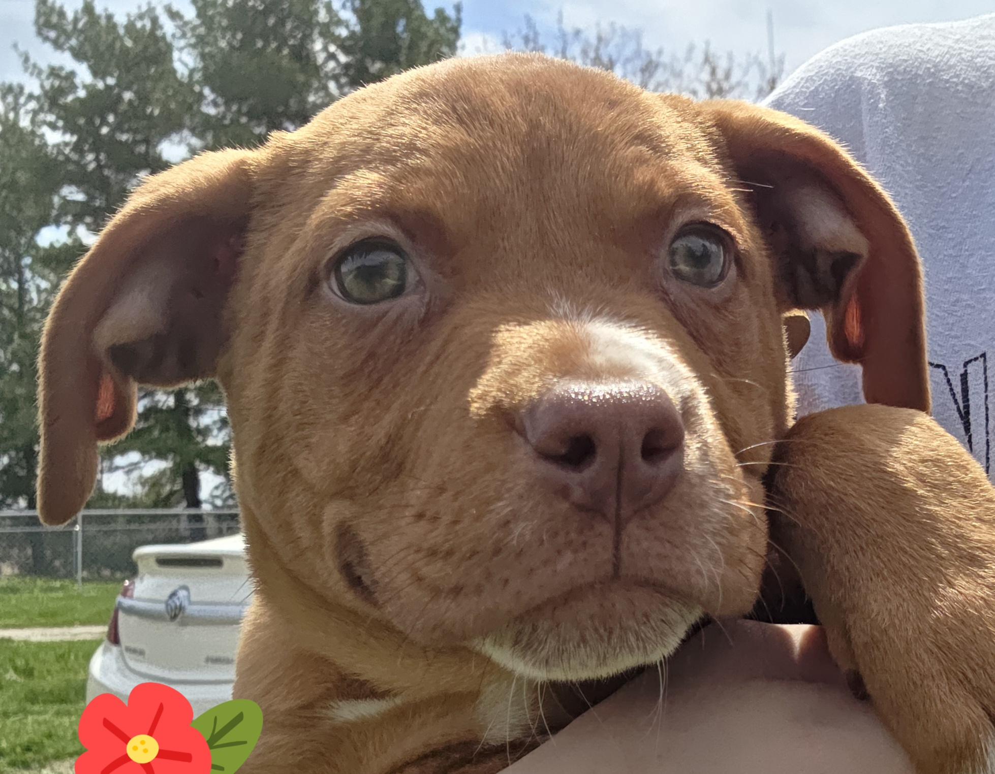 Isabel, an adopted mixed breed in Muncie, IN image 1/5