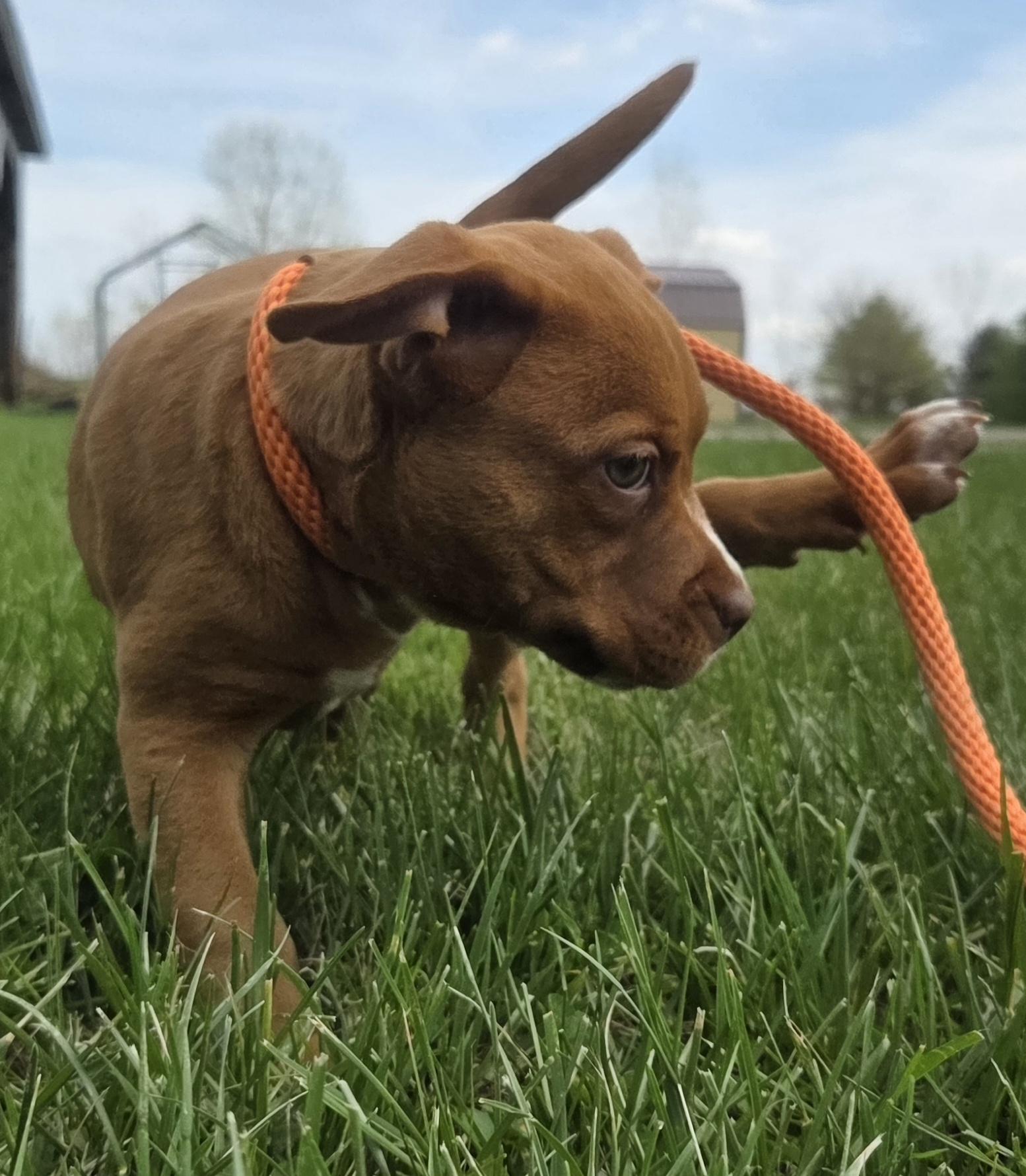 Isabel, an adopted mixed breed in Muncie, IN image 3/5