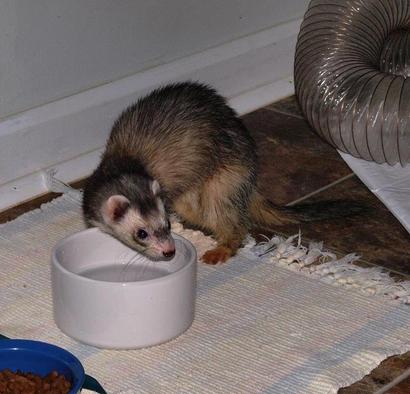 Enlarge Rosco, a Adopted Ferret in Acworth, GA image 1/1