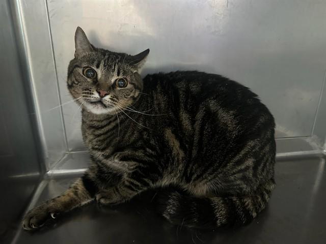 Enlarge GIZZY, a Adoptable Domestic Short Hair in Baldwin Park, CA image 1/1