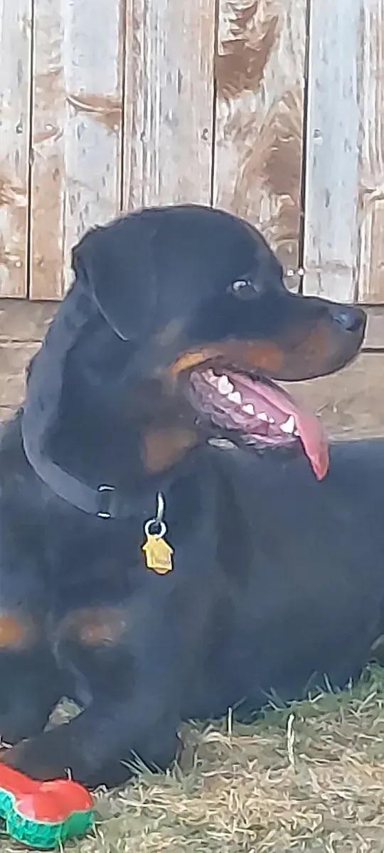 Enlarge Kane, an adopted Rottweiler in Polk, OH image 2/2
