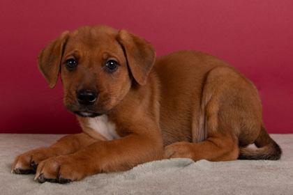 Enlarge Burt, a Adoptable mixed breed in Greenville, SC image 1/1