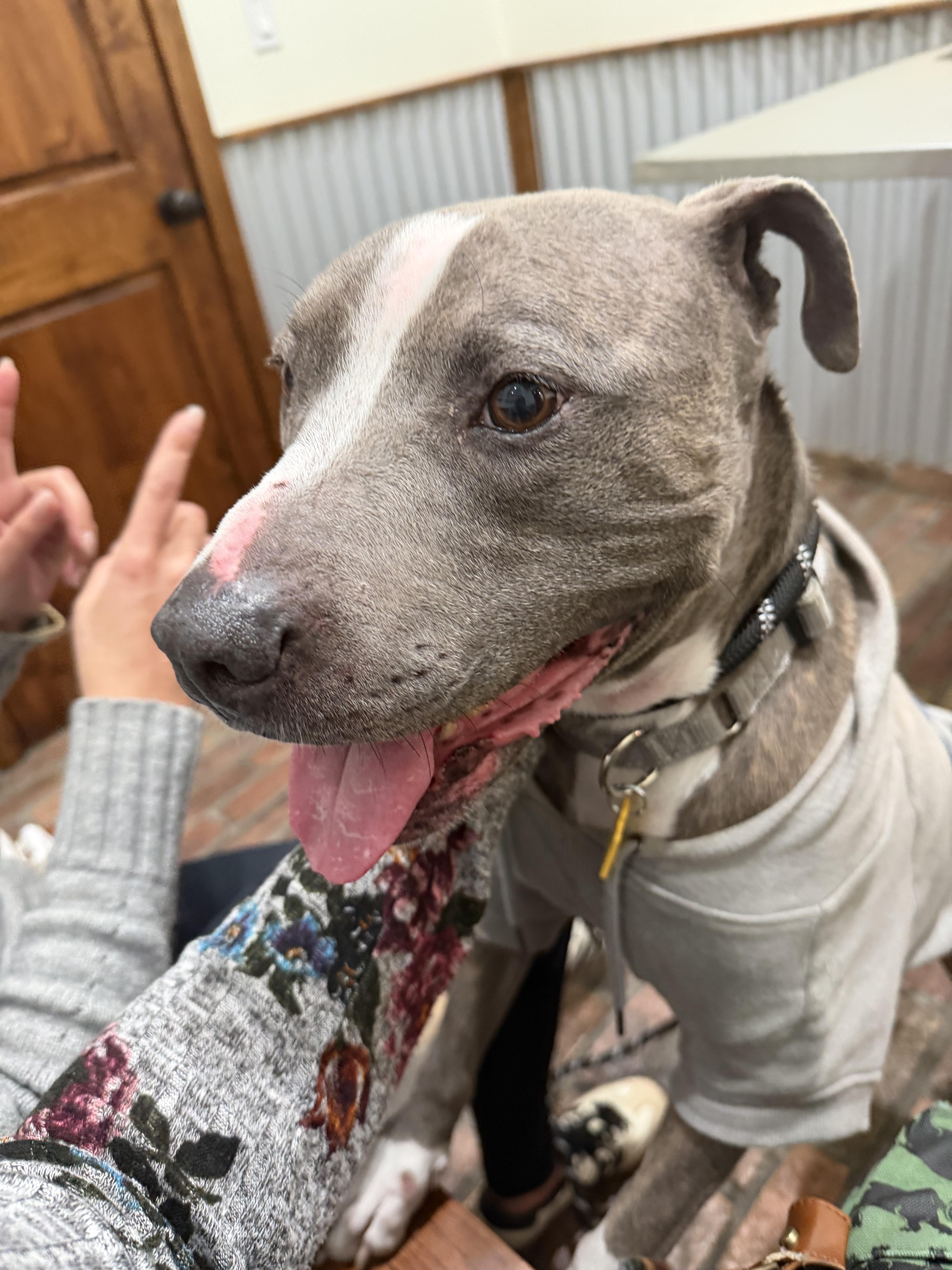 Enlarge Sandra, a ADOPTABLE mixed breed in Arvada, CO image 5/5