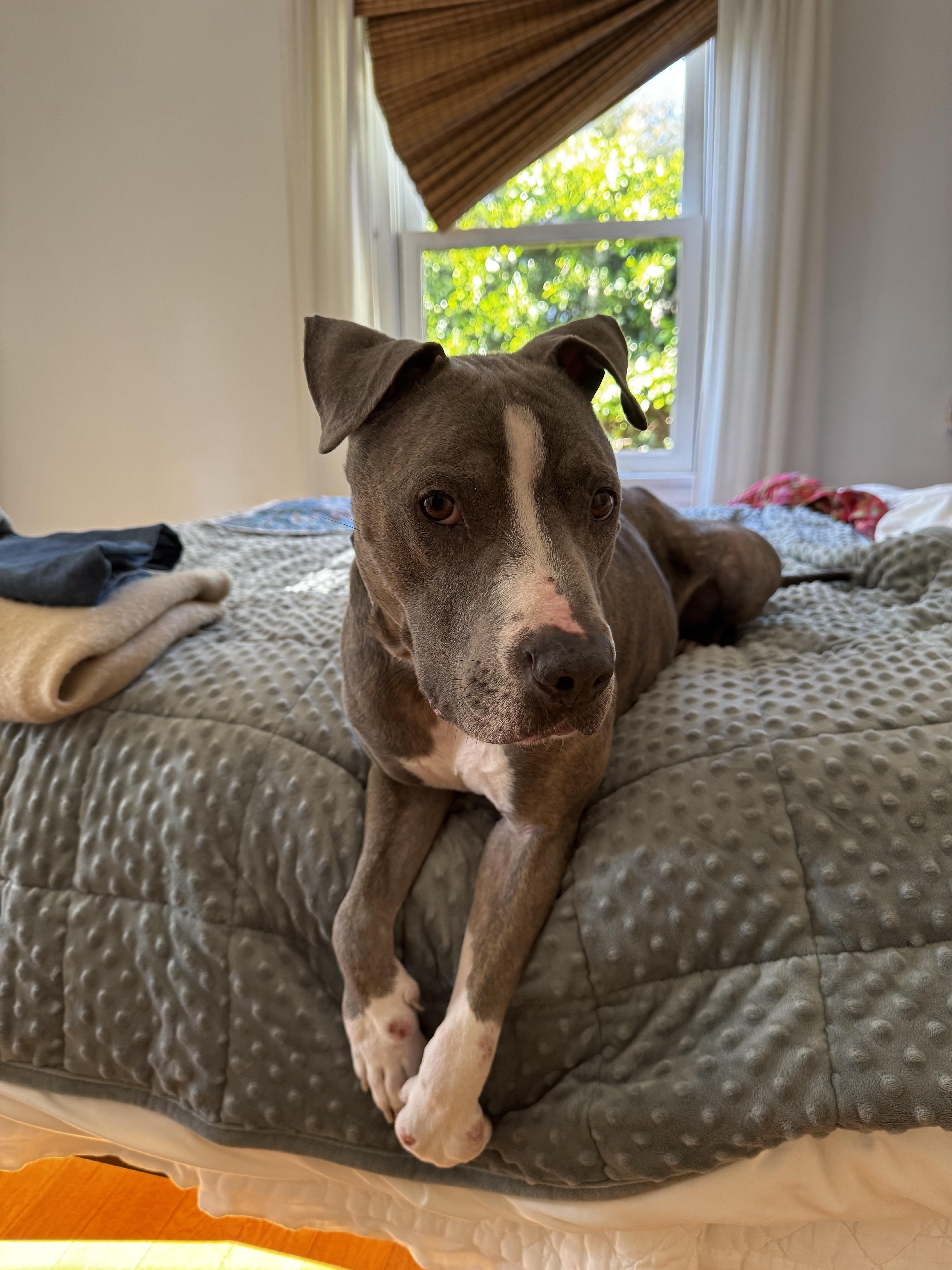 Enlarge Sandra, a ADOPTABLE mixed breed in Arvada, CO image 2/5