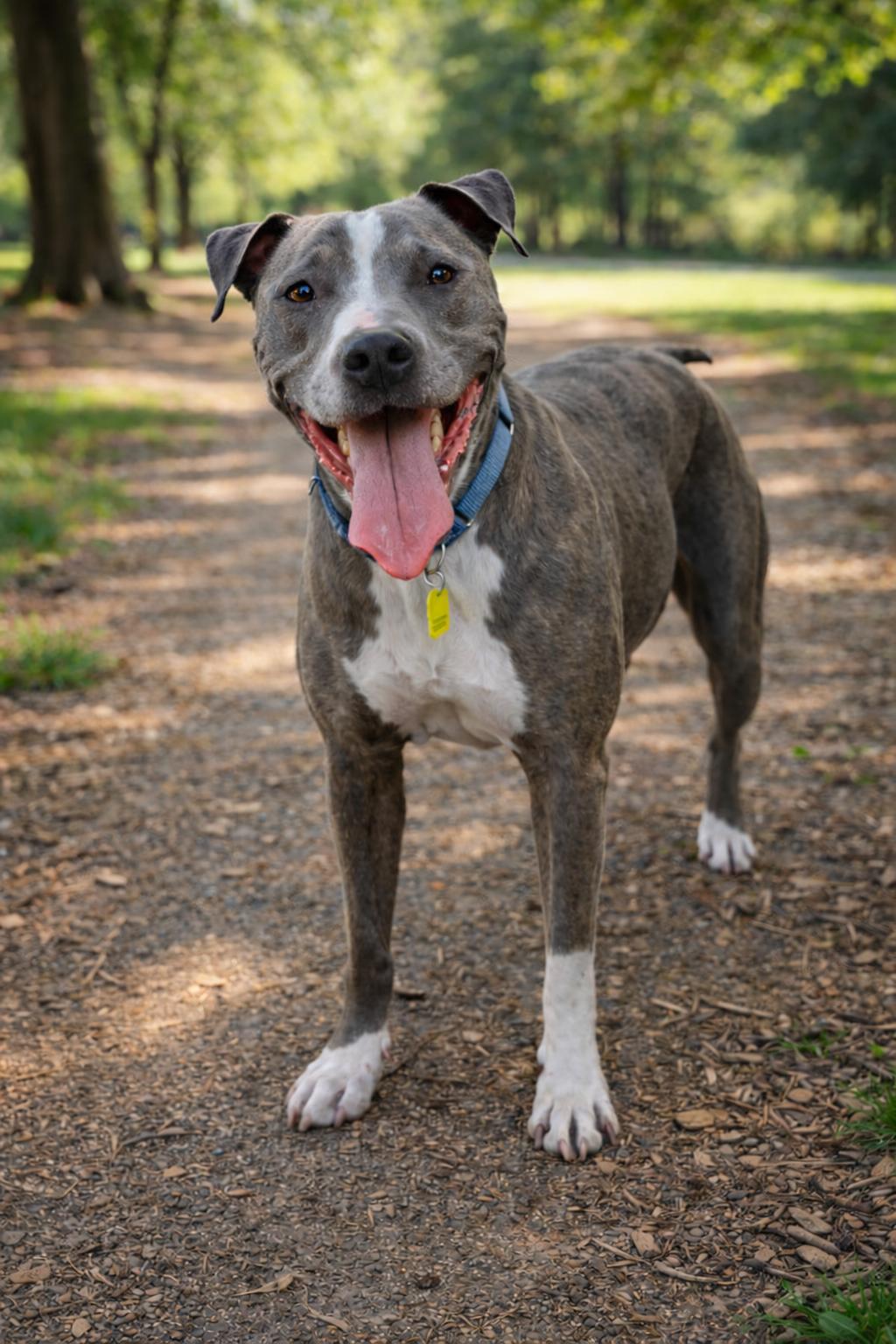 Enlarge Bella, a ADOPTABLE mixed breed in Los Angeles, CA image 3/5