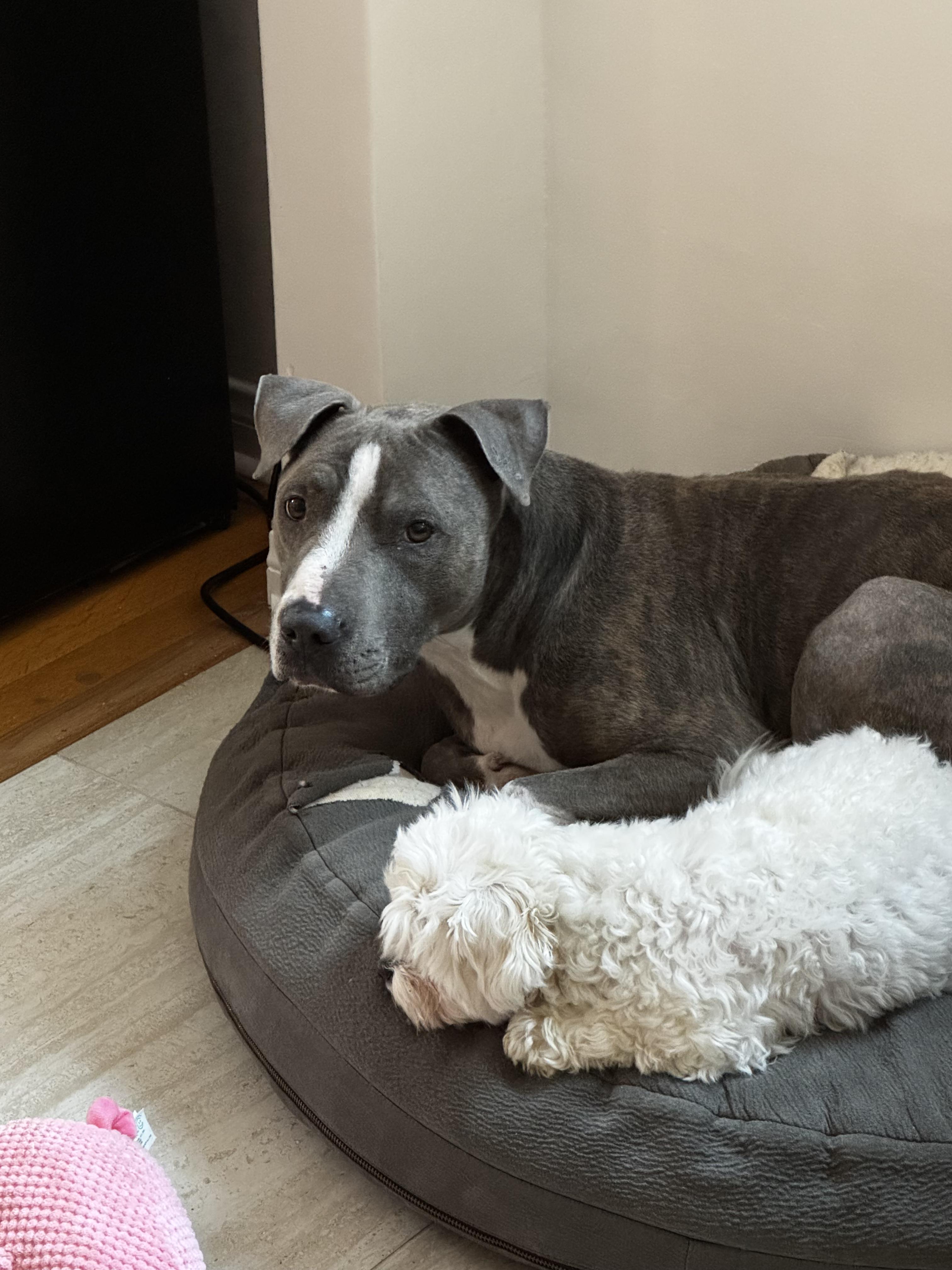 Enlarge Sandra, a ADOPTABLE mixed breed in Arvada, CO image 1/5