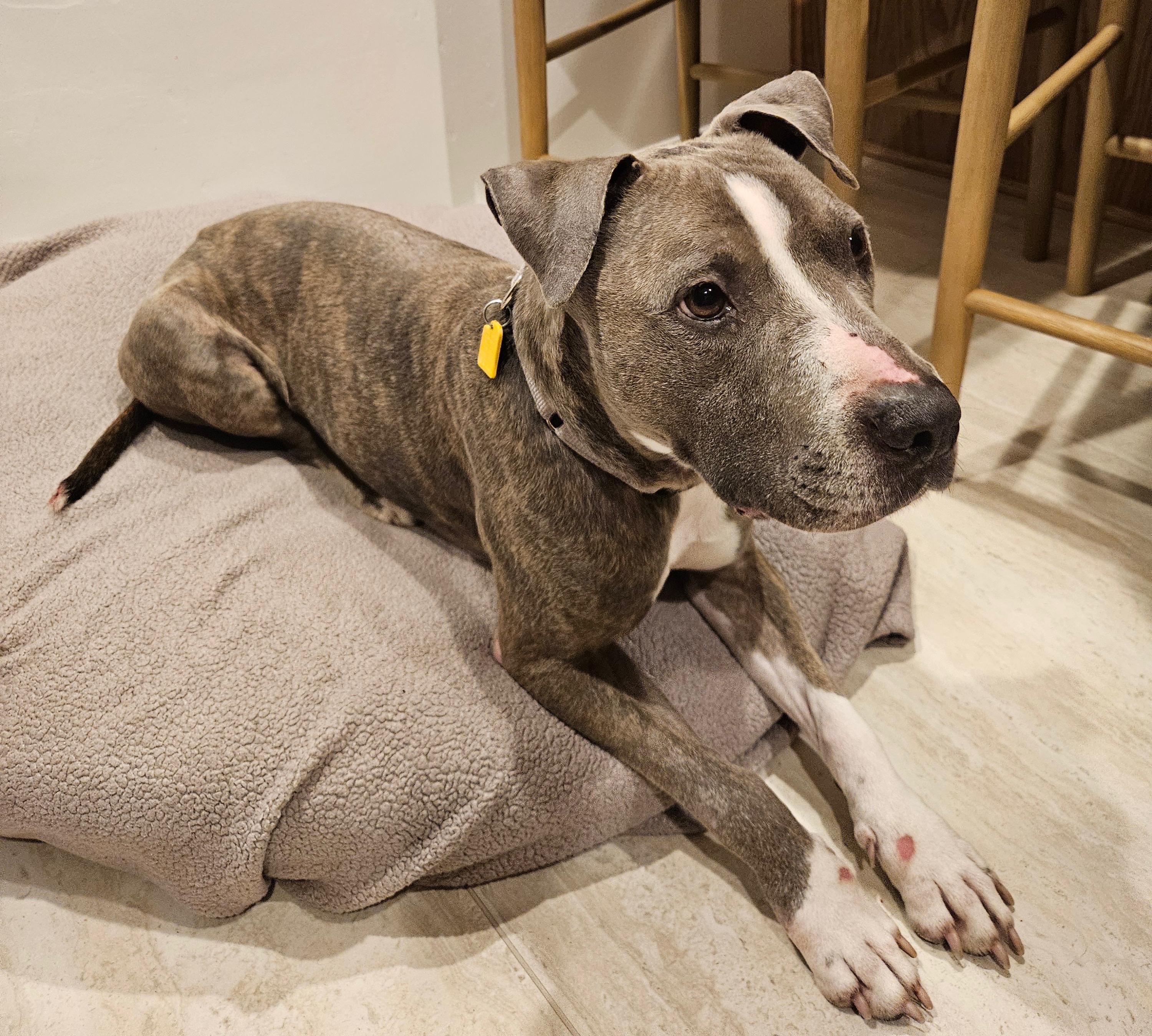 Enlarge Bella, a ADOPTABLE mixed breed in Los Angeles, CA image 5/5