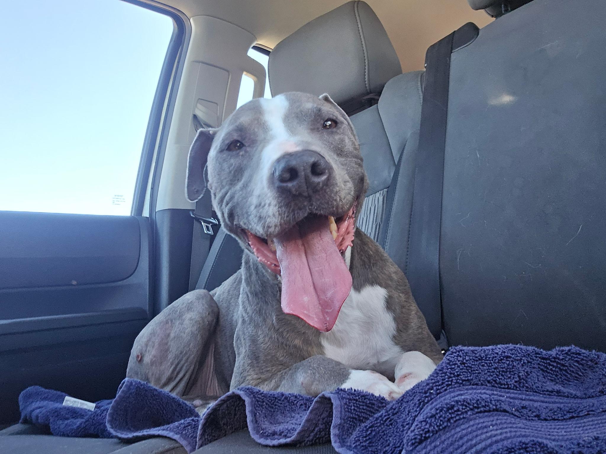 Bella, ADOPTABLE, Adult Female Pit Bull Terrier.