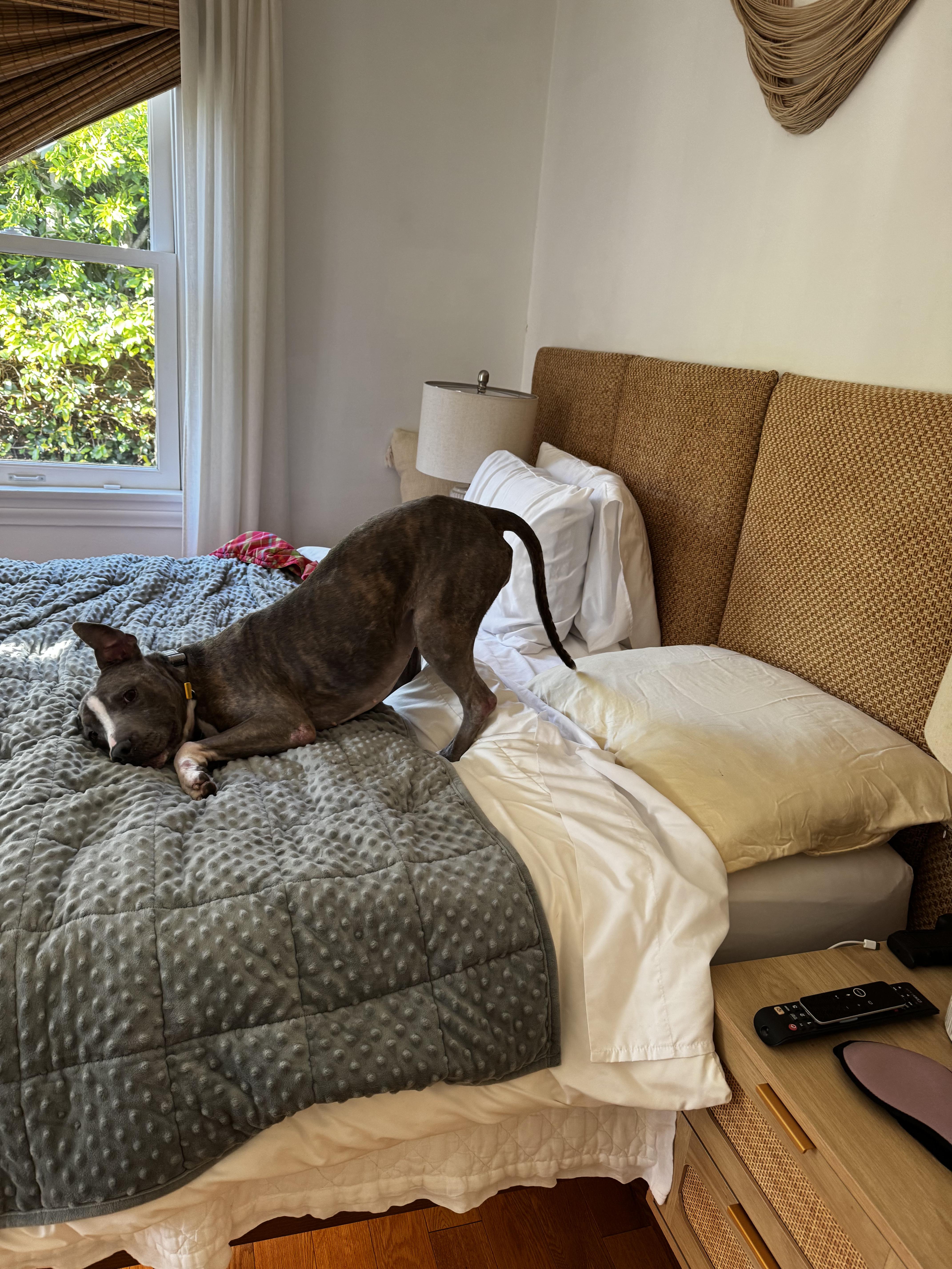 Enlarge Sandra, a ADOPTABLE mixed breed in Arvada, CO image 3/5