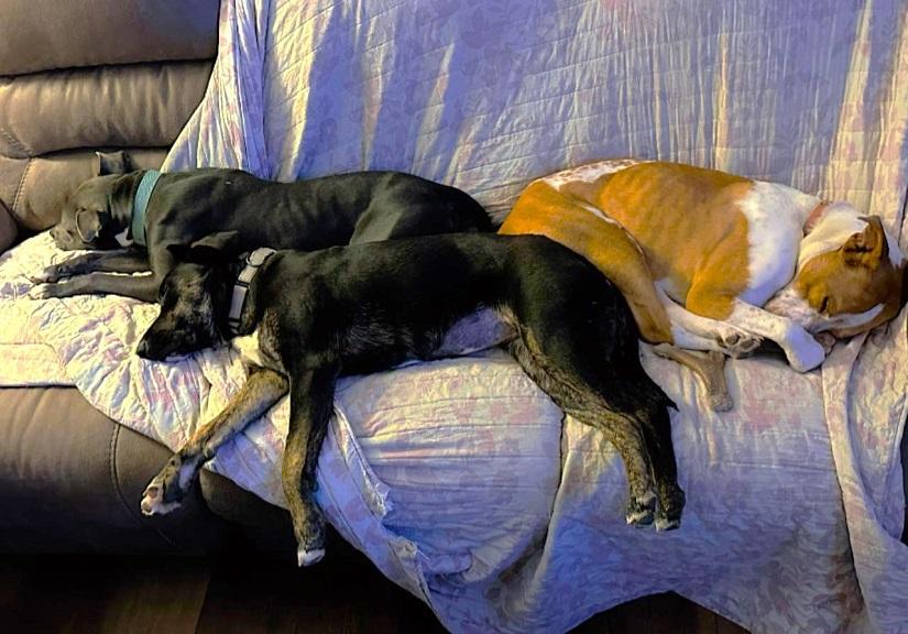 BUFFY, a ADOPTABLE Mixed Breed in Pegram, TN image 3/3