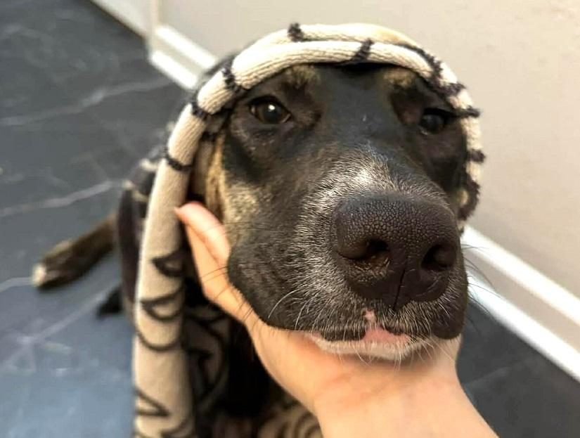 BUFFY, ADOPTABLE, Young Female Mixed Breed.