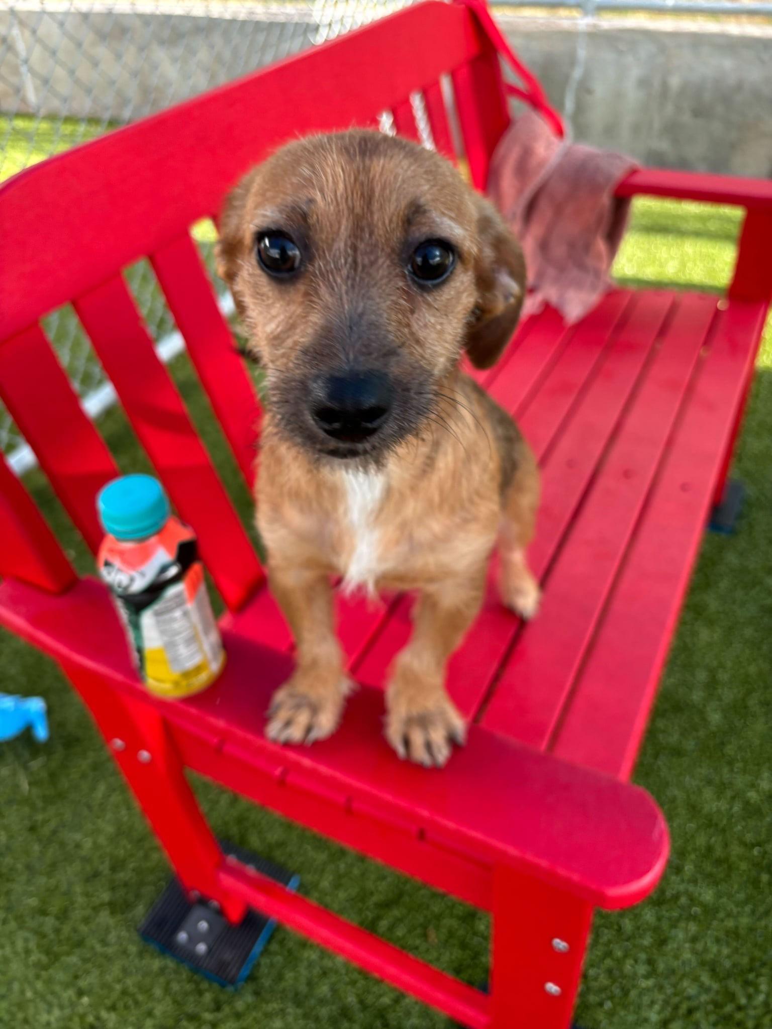 Helena, Baby Female Wirehaired Dachshund