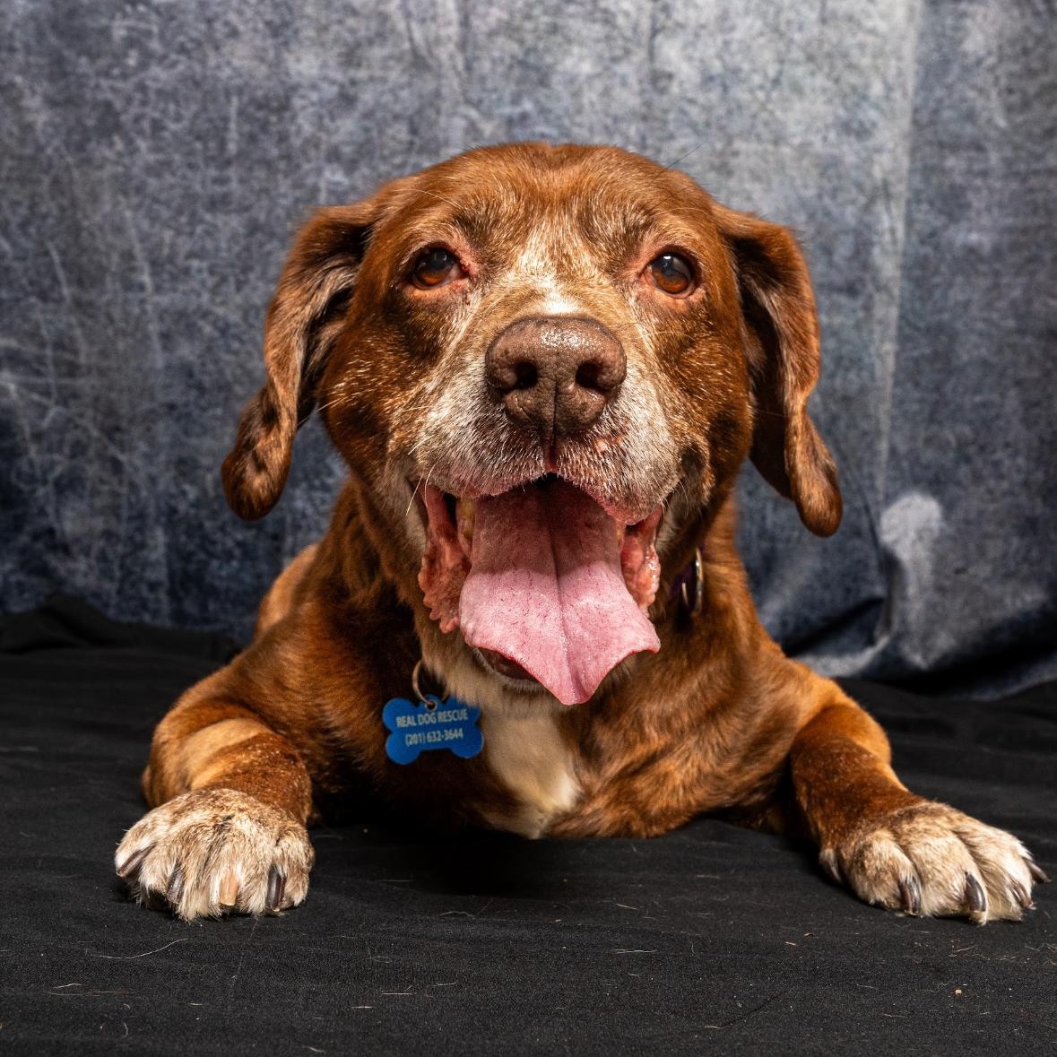 Pappy Van Winkle, Senior Male Chocolate Labrador Retriever