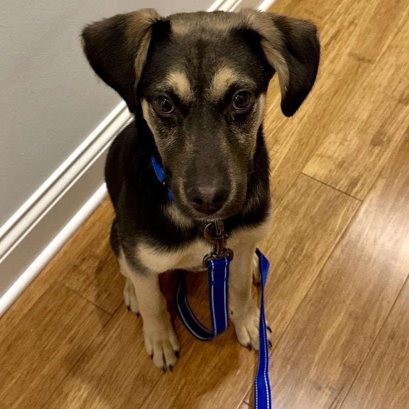 Lafayette (Larry), ADOPTABLE, Puppy Male Shepherd.