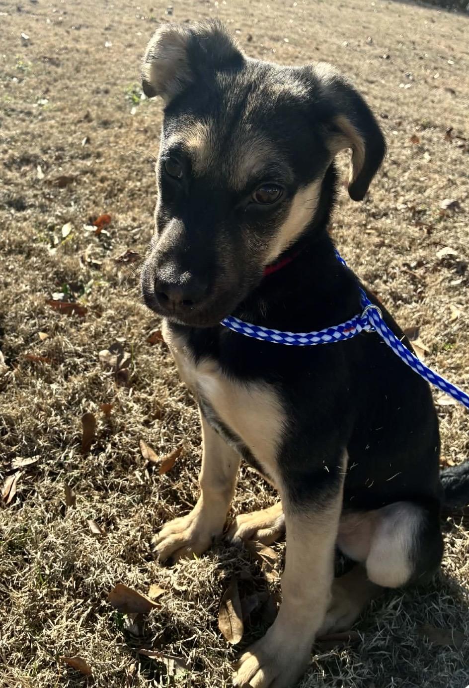 Lafayette (Larry), a ADOPTABLE mixed breed in Chicago, IL image 3/4