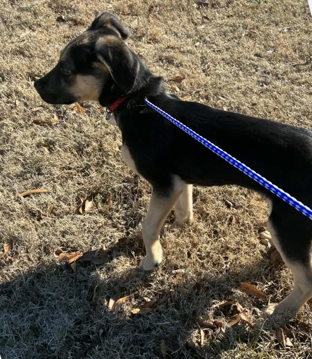 Lafayette (Larry), a ADOPTABLE mixed breed in Chicago, IL image 4/4