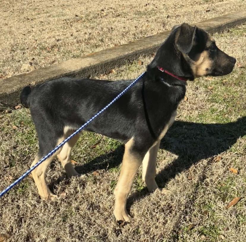 Lafayette (Larry), a ADOPTABLE mixed breed in Chicago, IL image 2/4