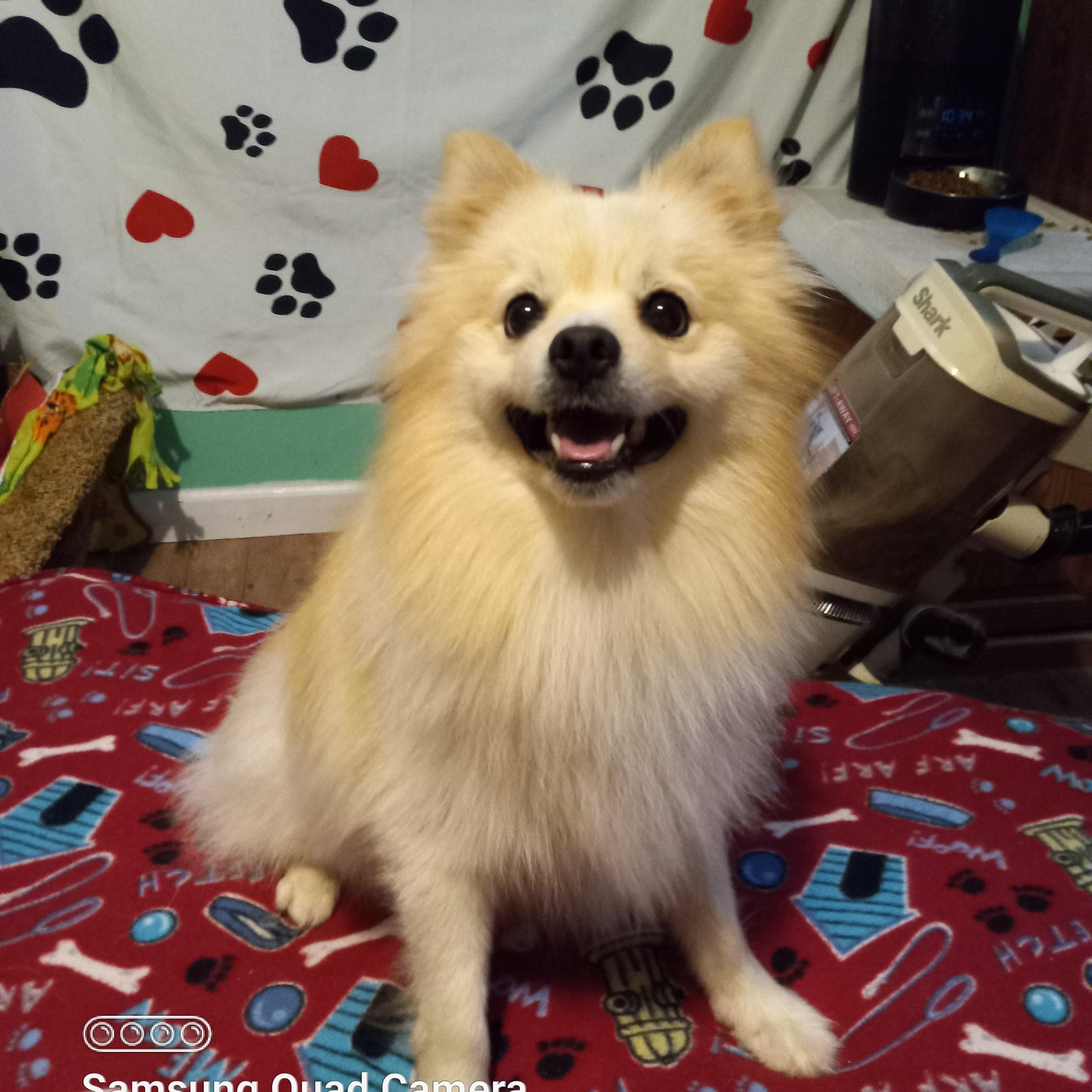 Lobo photo 2