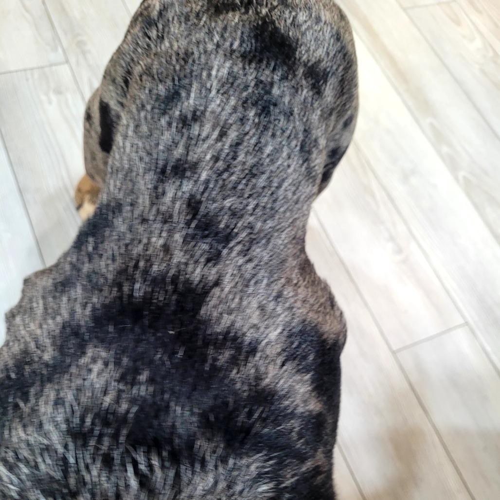 Pepper, Adoptable, Young Male English Bulldog.