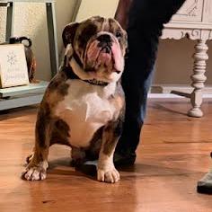 Enlarge Pepper, a Adoptable English Bulldog in Allyn, WA image 2/4