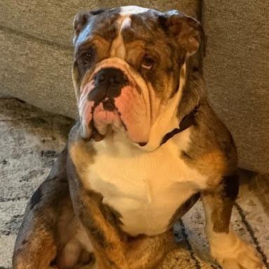 Enlarge Pepper, a Adoptable English Bulldog in Allyn, WA image 4/4