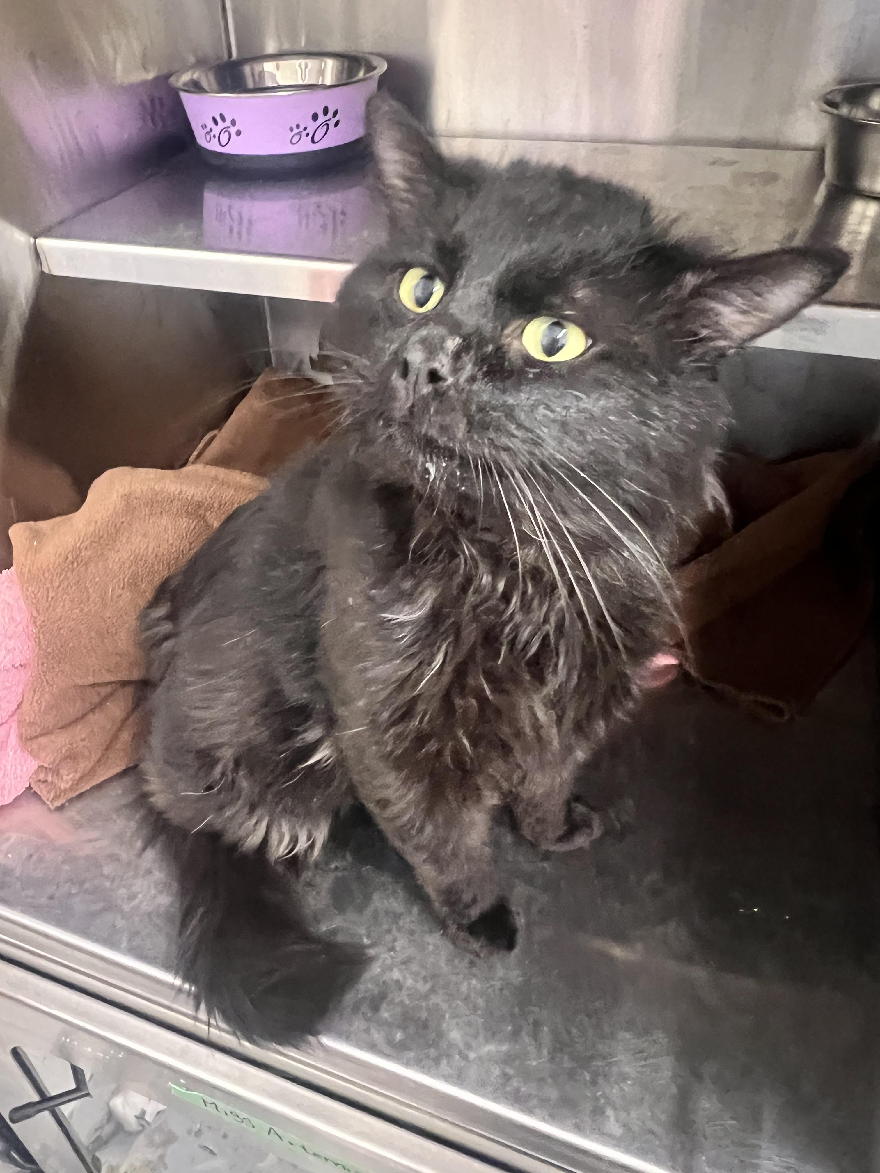 Enlarge Kairo, a Adoptable Domestic Long Hair in Brooks, AB image 2/5