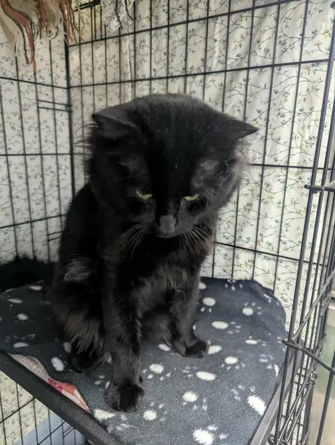 Enlarge Kairo, a Adoptable Domestic Long Hair in Brooks, AB image 3/5