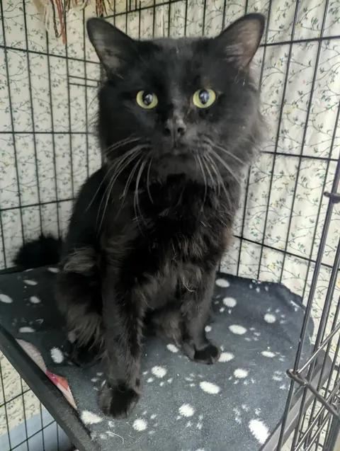 Enlarge Kairo, a Adoptable Domestic Long Hair in Brooks, AB image 5/5