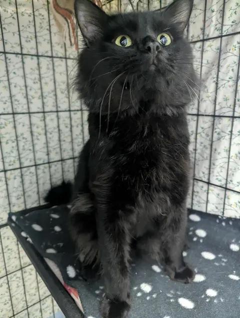 Enlarge Kairo, a Adoptable Domestic Long Hair in Brooks, AB image 4/5
