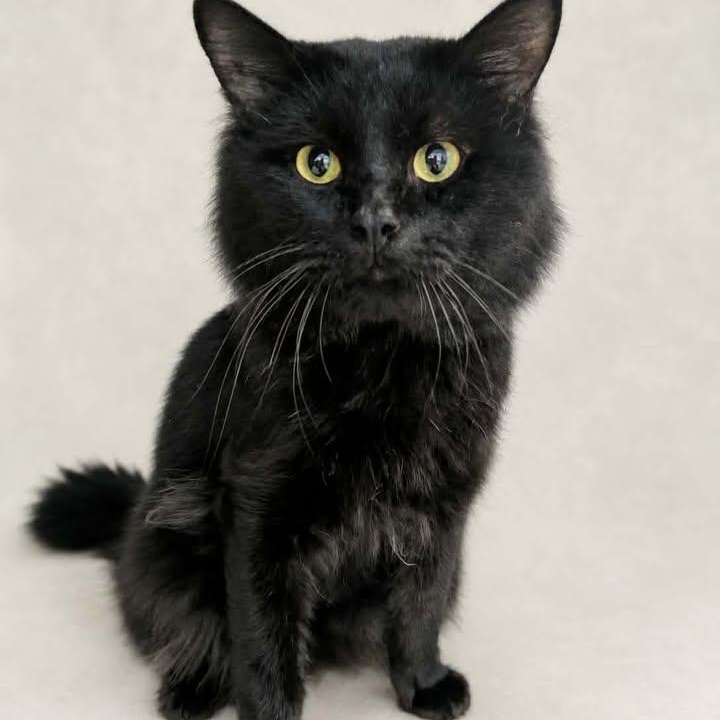 Kairo, Adoptable, Adult Male Domestic Long Hair.