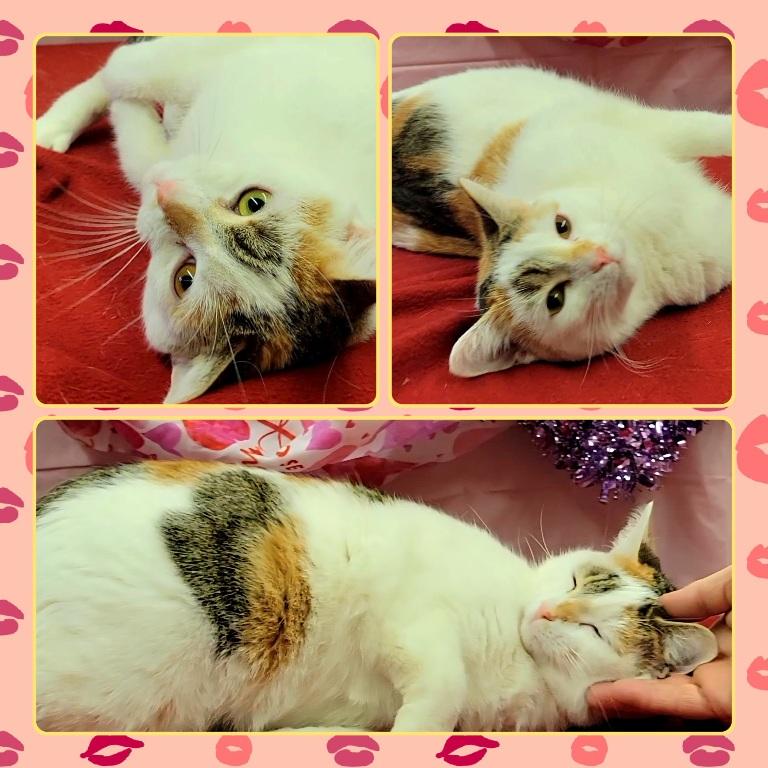 PRETTY  GIRL, ADOPTABLE, Adult Female Domestic Short Hair.