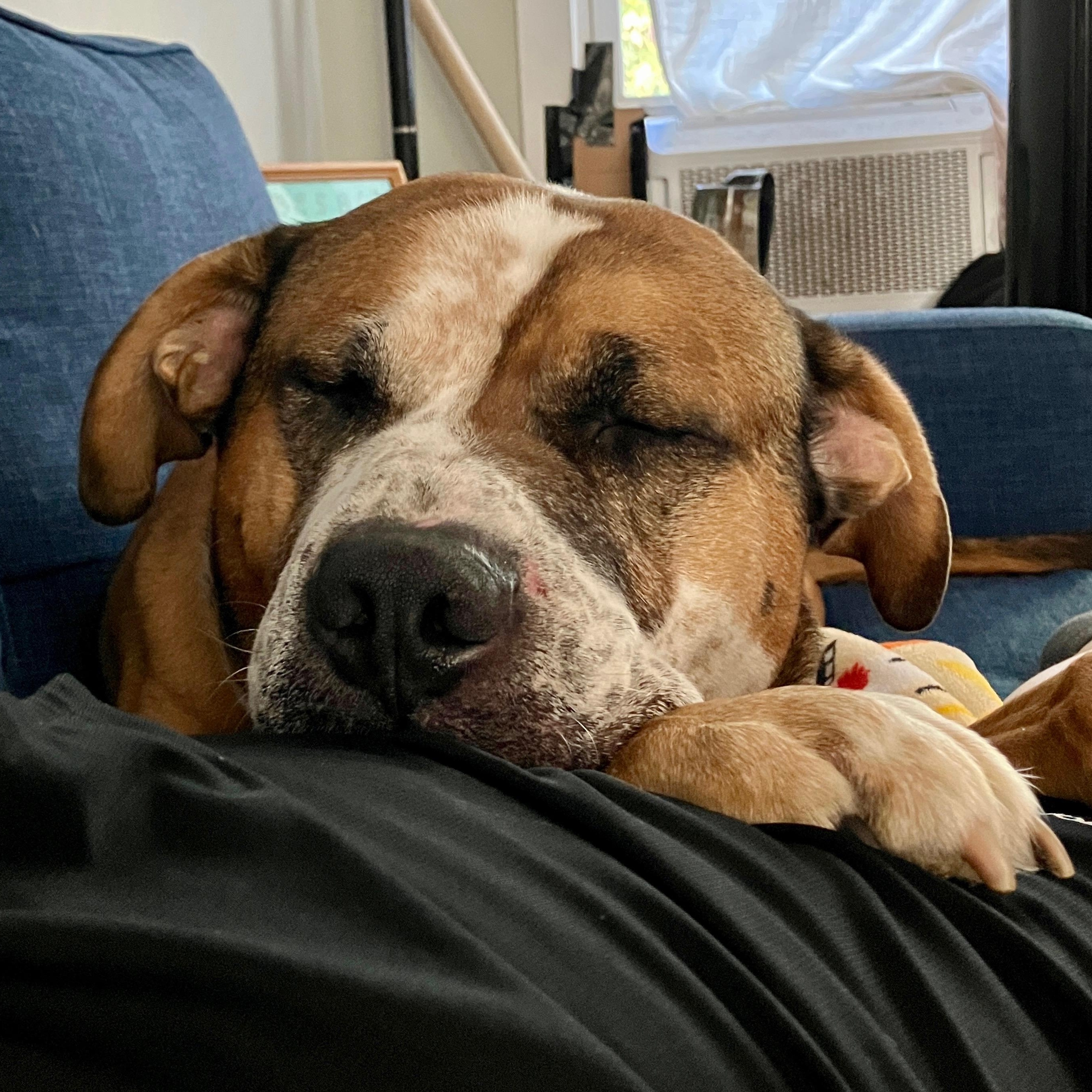 Bandit, a Adoptable mixed breed in Media, PA image 3/6