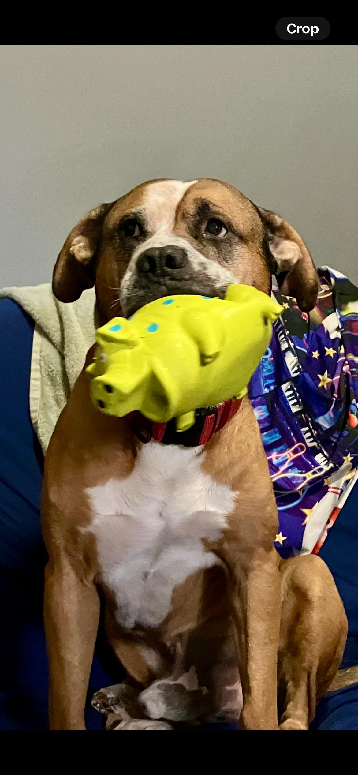 Bandit, a Adoptable mixed breed in Media, PA image 5/6