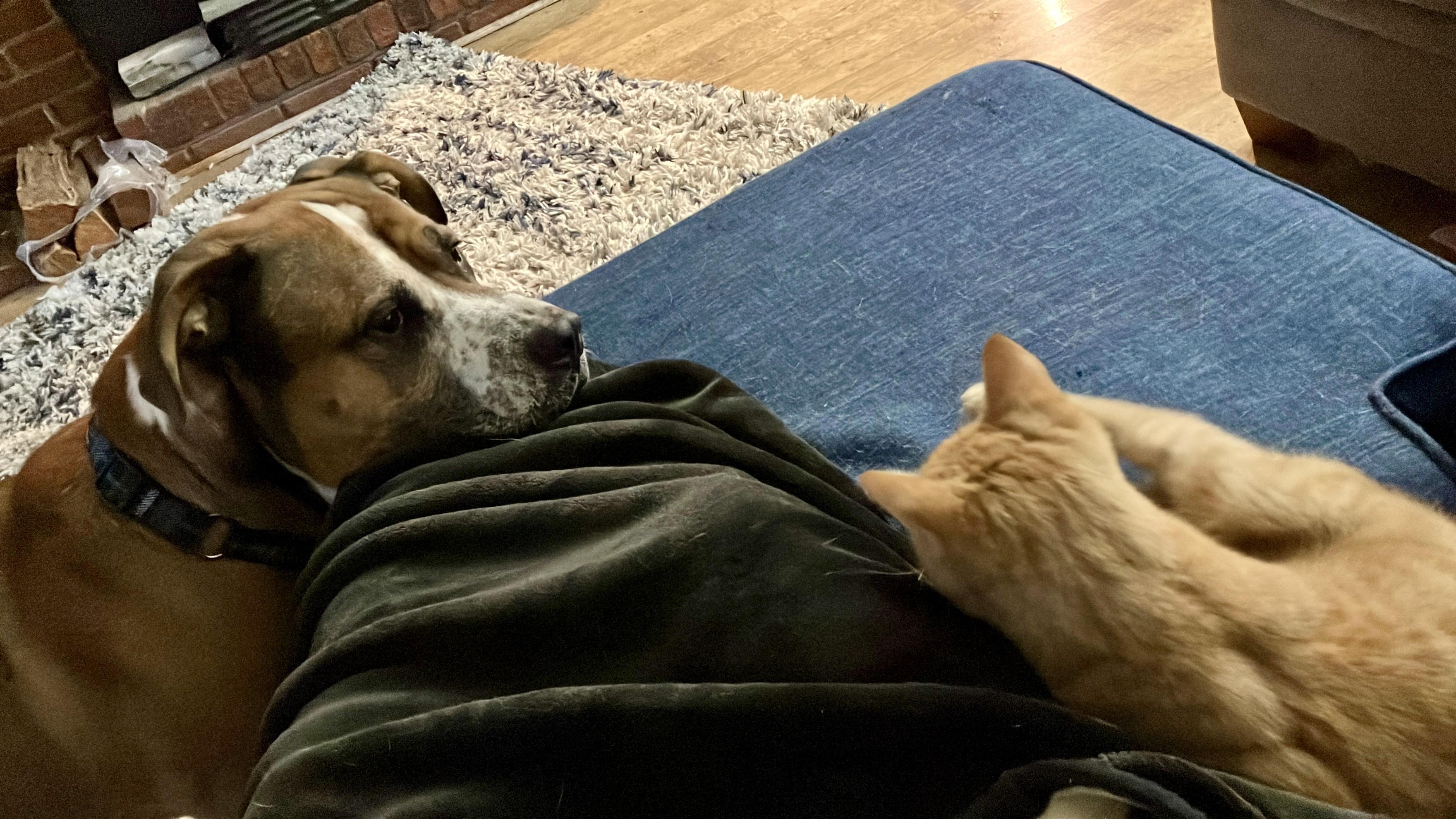 Bandit, Adoptable, Adult Male American Bulldog.