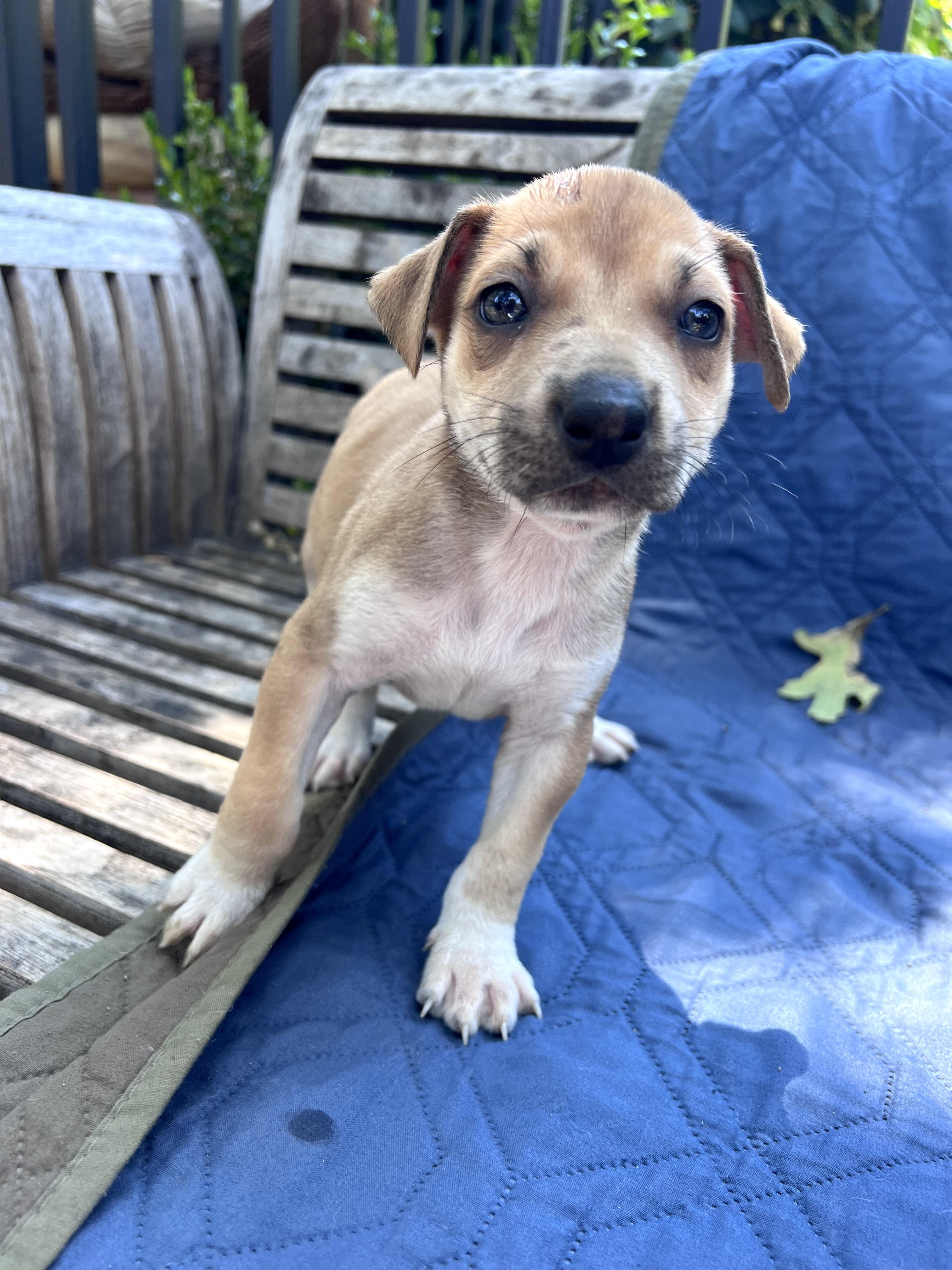 Esther (Vintage Litter), a ADOPTABLE mixed breed in Redwood City, CA image 1/4