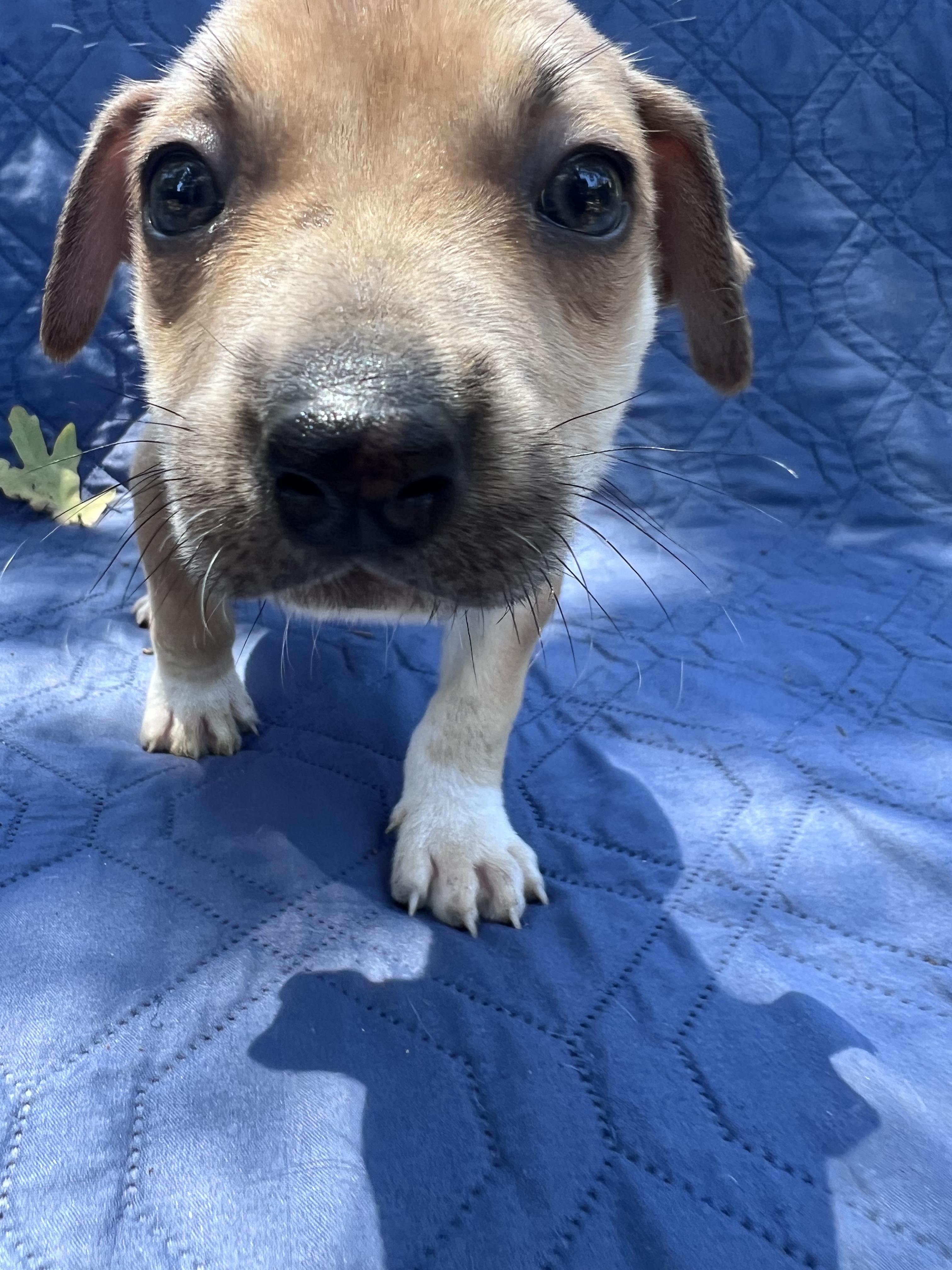 Esther (Vintage Litter), a ADOPTABLE mixed breed in Redwood City, CA image 2/4