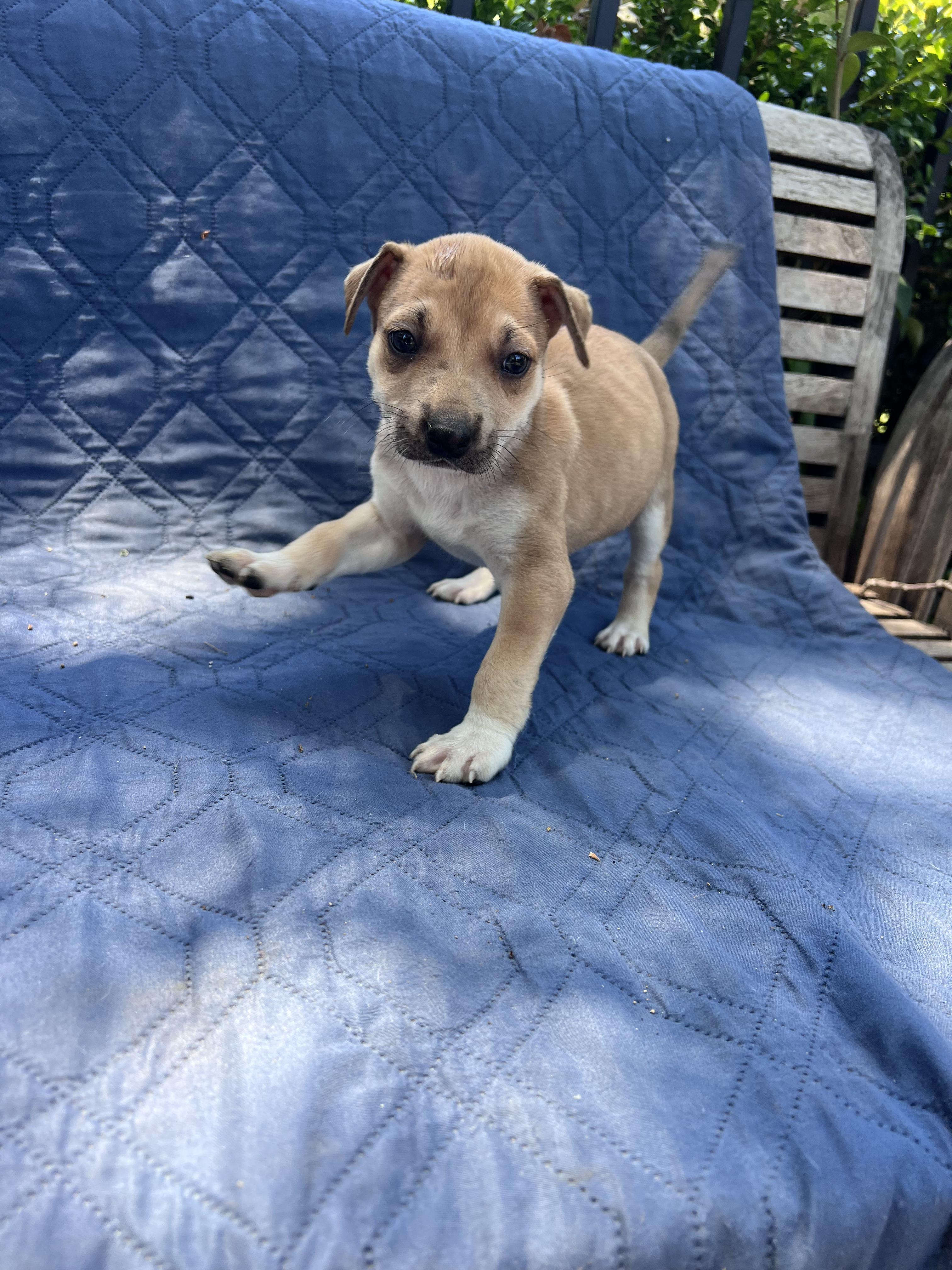 Esther (Vintage Litter), a ADOPTABLE mixed breed in Redwood City, CA image 4/4