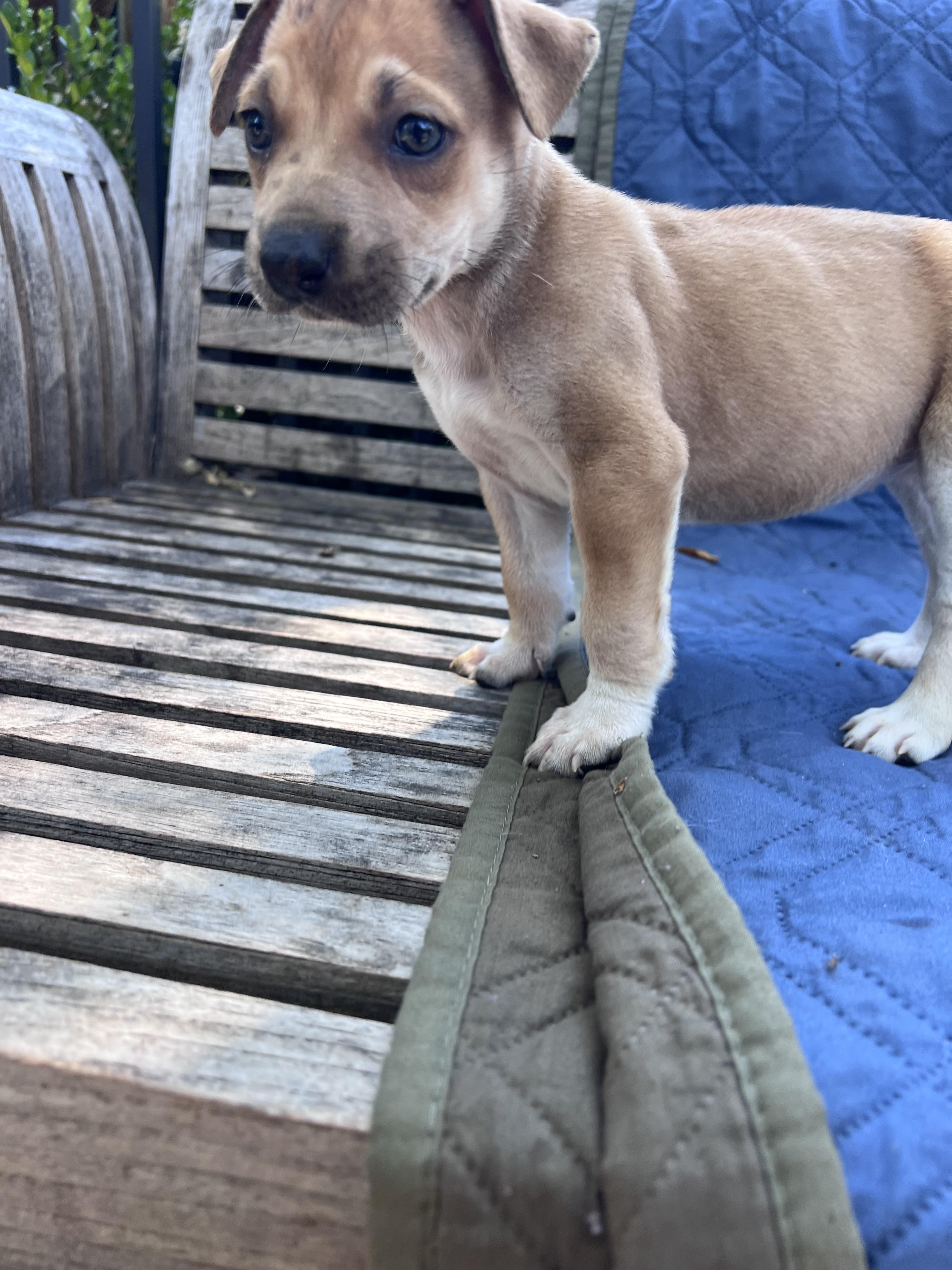 Esther (Vintage Litter), a ADOPTABLE mixed breed in Redwood City, CA image 3/4