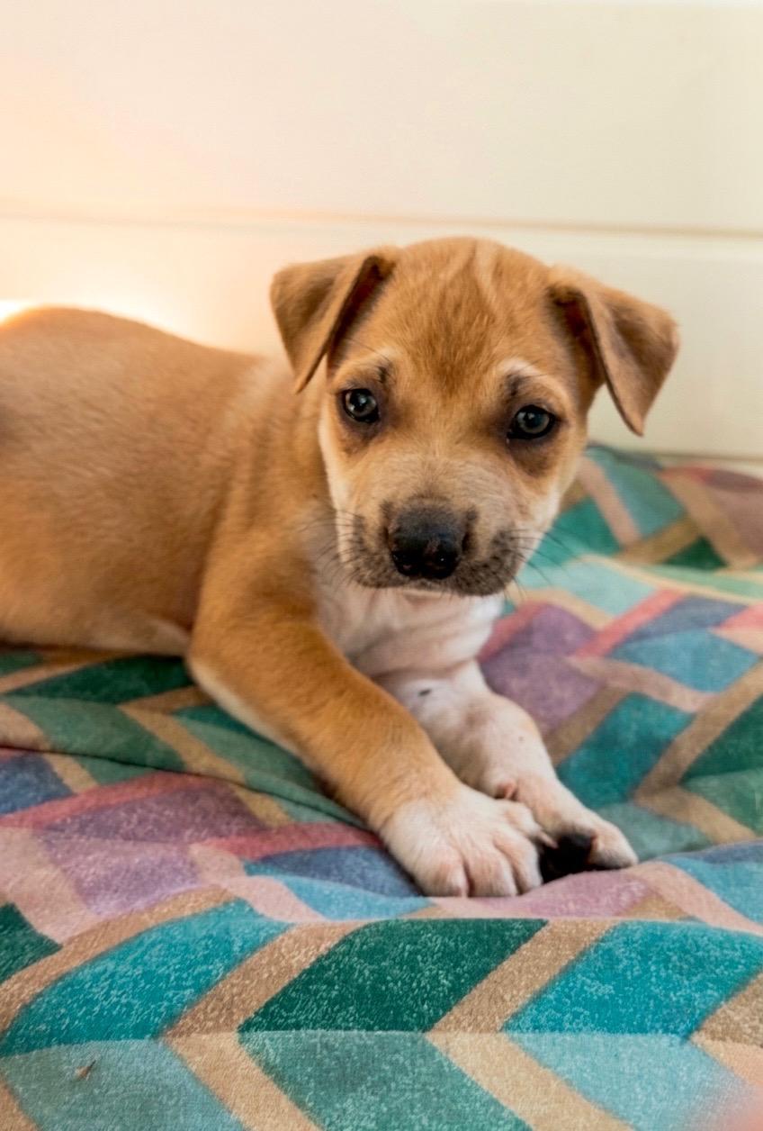 Esther (Vintage Litter), a ADOPTABLE mixed breed in Redwood City, CA image 3/6