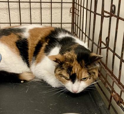 Kitty — thumbnail 2