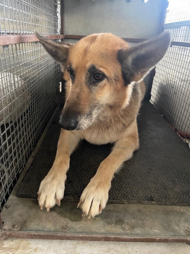 Enlarge Shayla, a Adoptable German Shepherd Dog in Belton, TX image 1/1