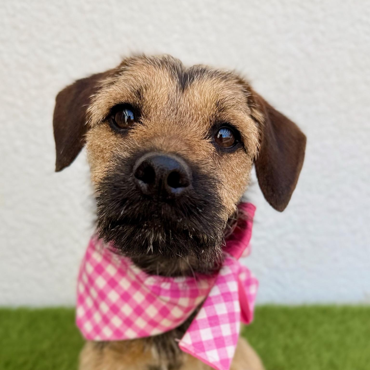 BANDIT, adopted, Young Female Miniature Schnauzer.