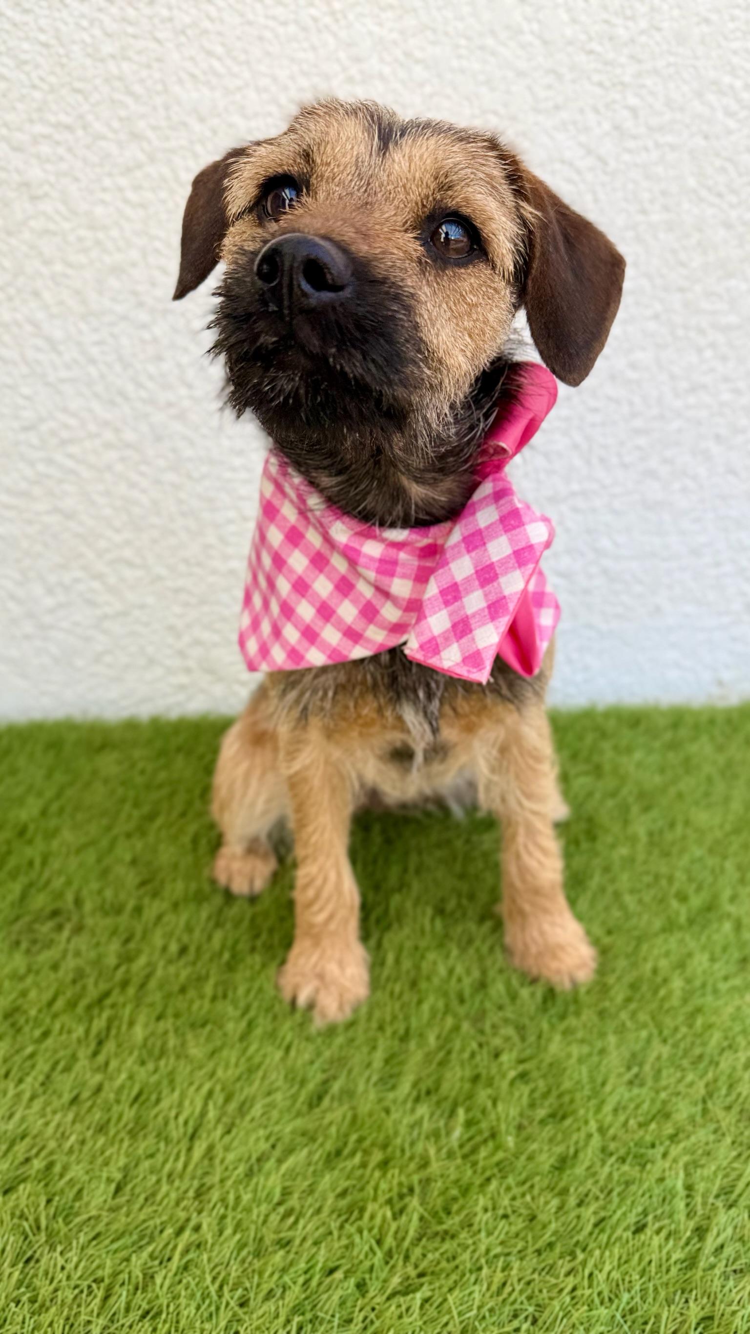 Enlarge BANDIT, an adopted Miniature Schnauzer in La Jolla, CA image 5/6