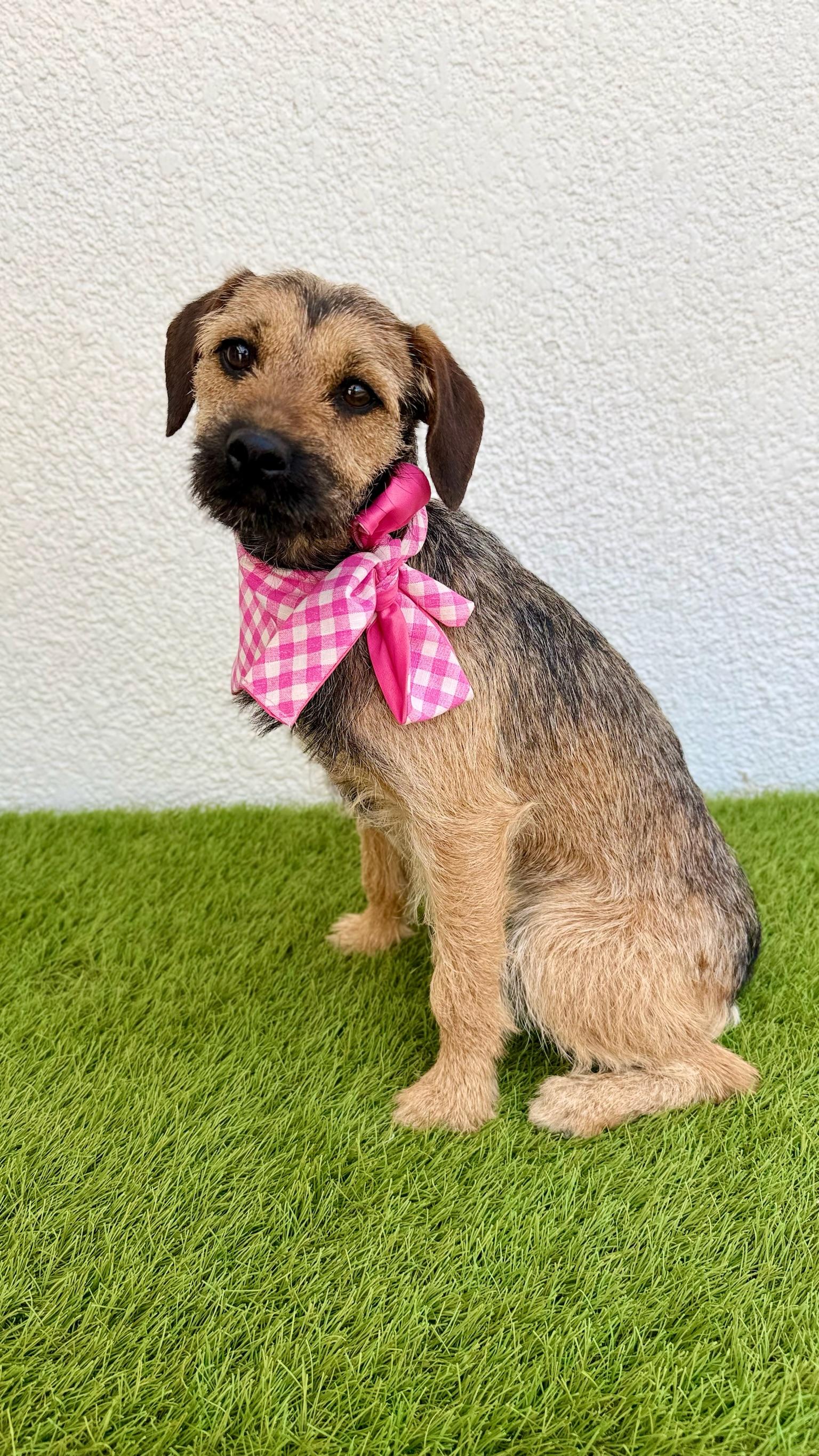 Enlarge BANDIT, an adopted Miniature Schnauzer in La Jolla, CA image 6/6