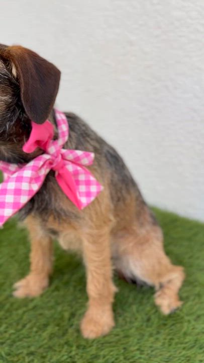 Enlarge BANDIT, an adopted Miniature Schnauzer in La Jolla, CA video 3/6