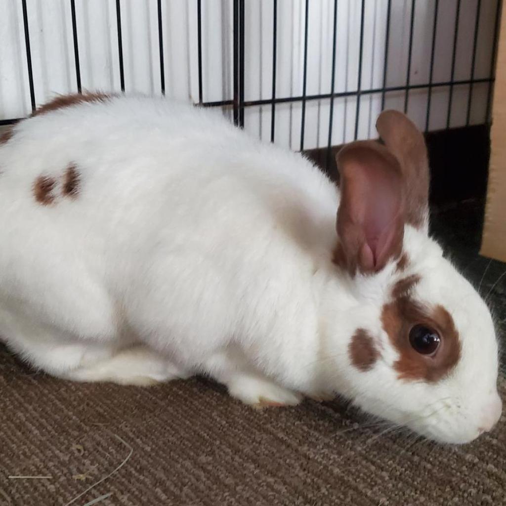 Enlarge Belle (bonded to Tinker), a Adoptable English Spot in Murrieta, CA image 1/4