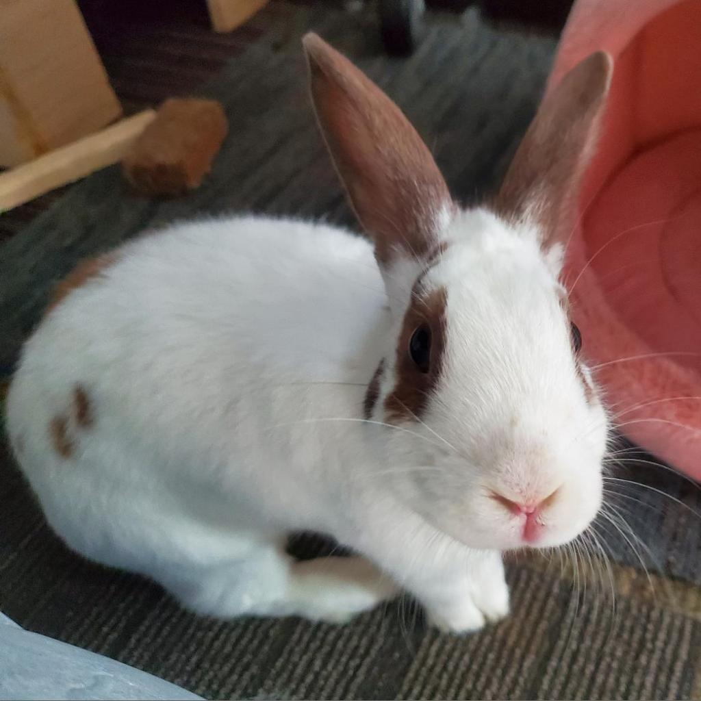 Enlarge Belle (bonded to Tinker), a Adoptable English Spot in Murrieta, CA image 2/4