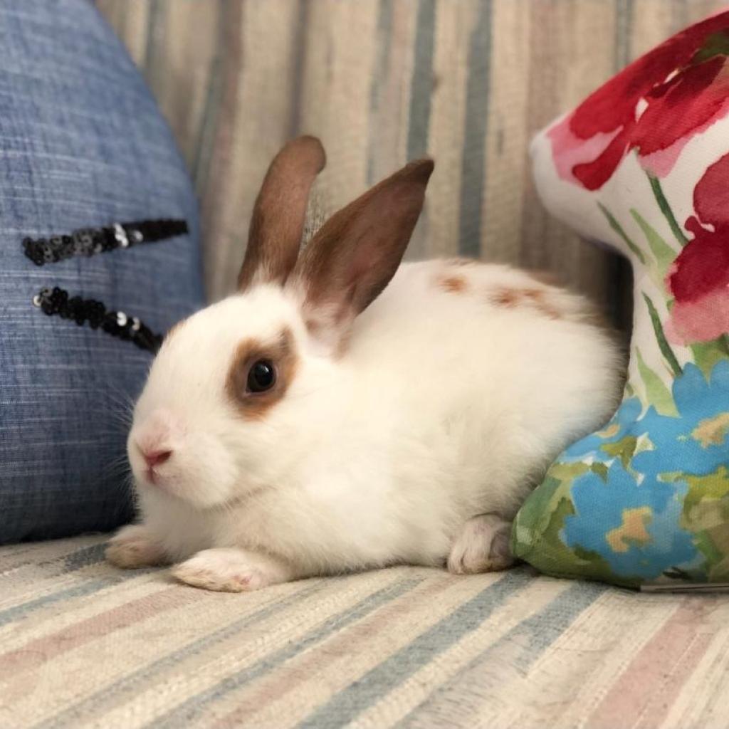 Enlarge Belle (bonded to Tinker), a Adoptable English Spot in Murrieta, CA image 3/4