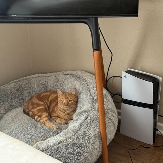 Ginger, Adoptable, Young Female Domestic Short Hair.